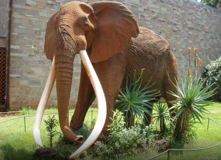 L’éléphant Ahmed : un pachyderme légendaire d’Afrique