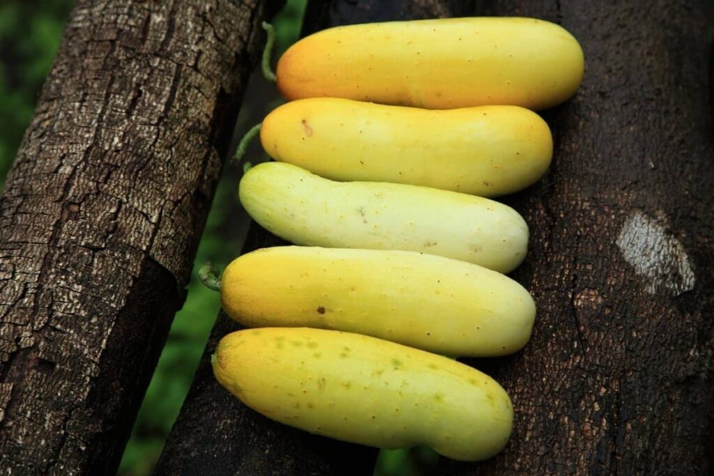 concombre jaune