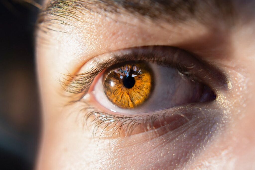 Yeux noisette : d’où vient cette couleur des yeux fascinants ?