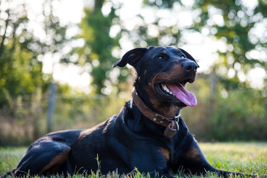 Beauceron ou berger de Beauce : que savoir sur ce chien protecteur