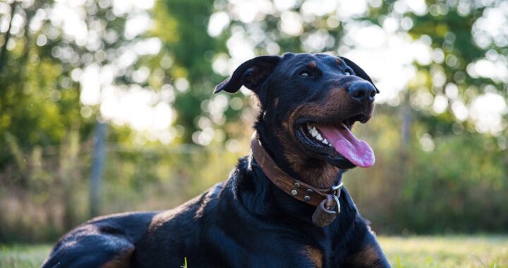 Beauceron ou berger de Beauce