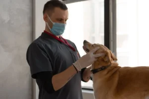 Chronovet : la plateforme en ligne au service de la santé animale