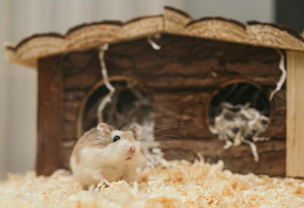 Tout savoir sur le hamster